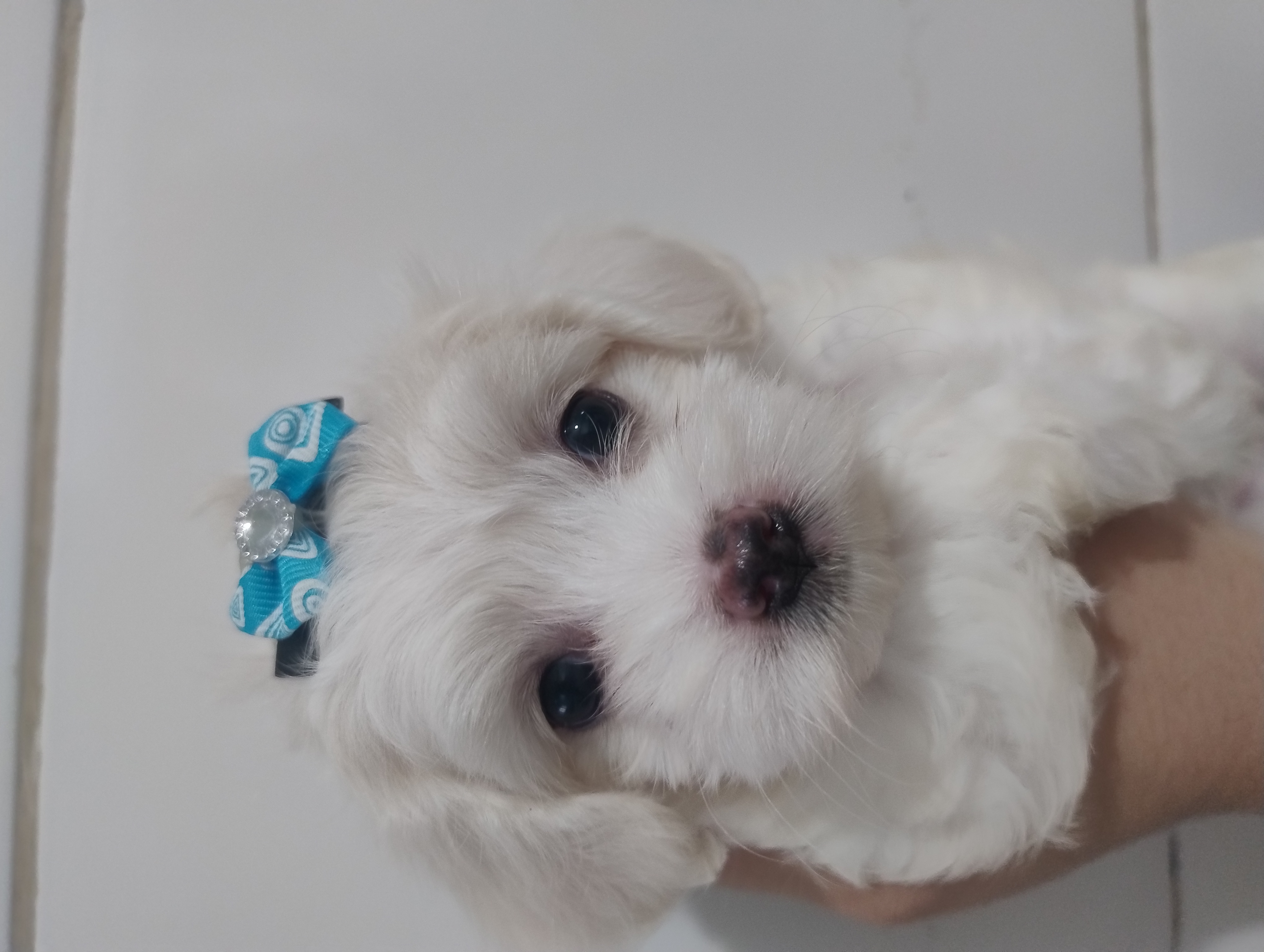 Portal Vendocão Filhotes de Maltês  Porto Alegre 