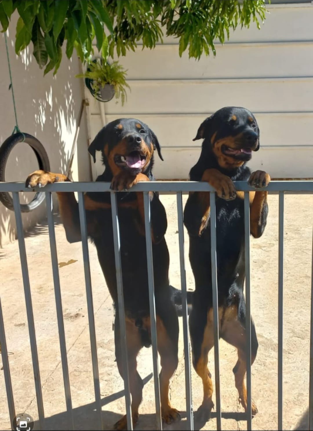 filhotes de Rottweiler Várzea Grande