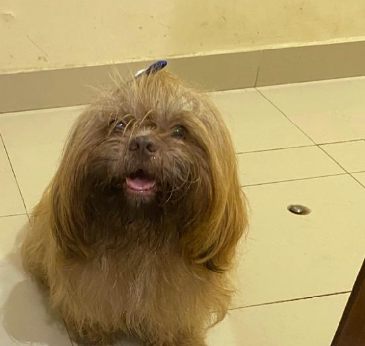 Shih Tzu exótico chocolate(macho e fêmea) - Foto 4