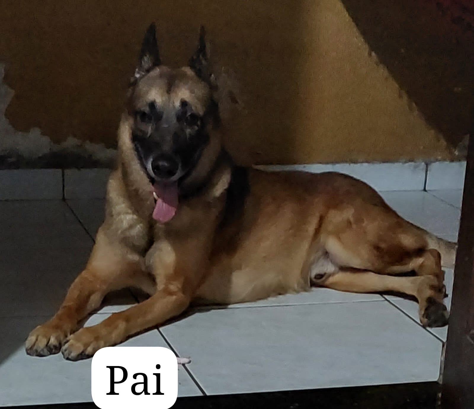 Portal Vendocão Filhote pastor belga malinois João Pessoa