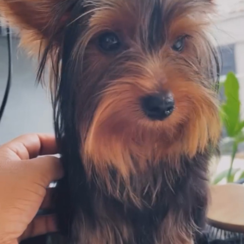 Lindo cachorrinho,mansinho e muito carinhoso ,machinho - Foto 4