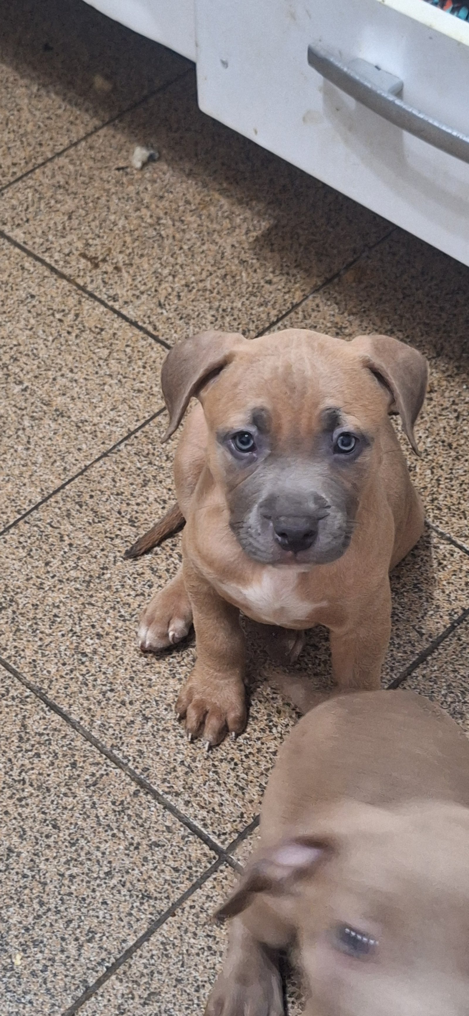 Filhote de Pitmonster/brazilian bull  - Foto 5
