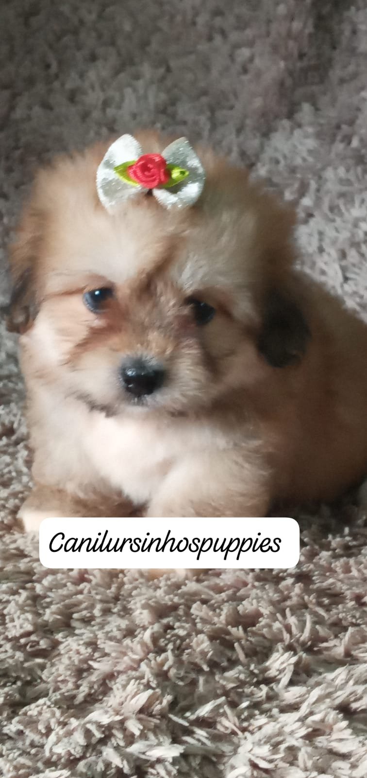 lhasa apso #canilursinhospuppies garanta já o seu !