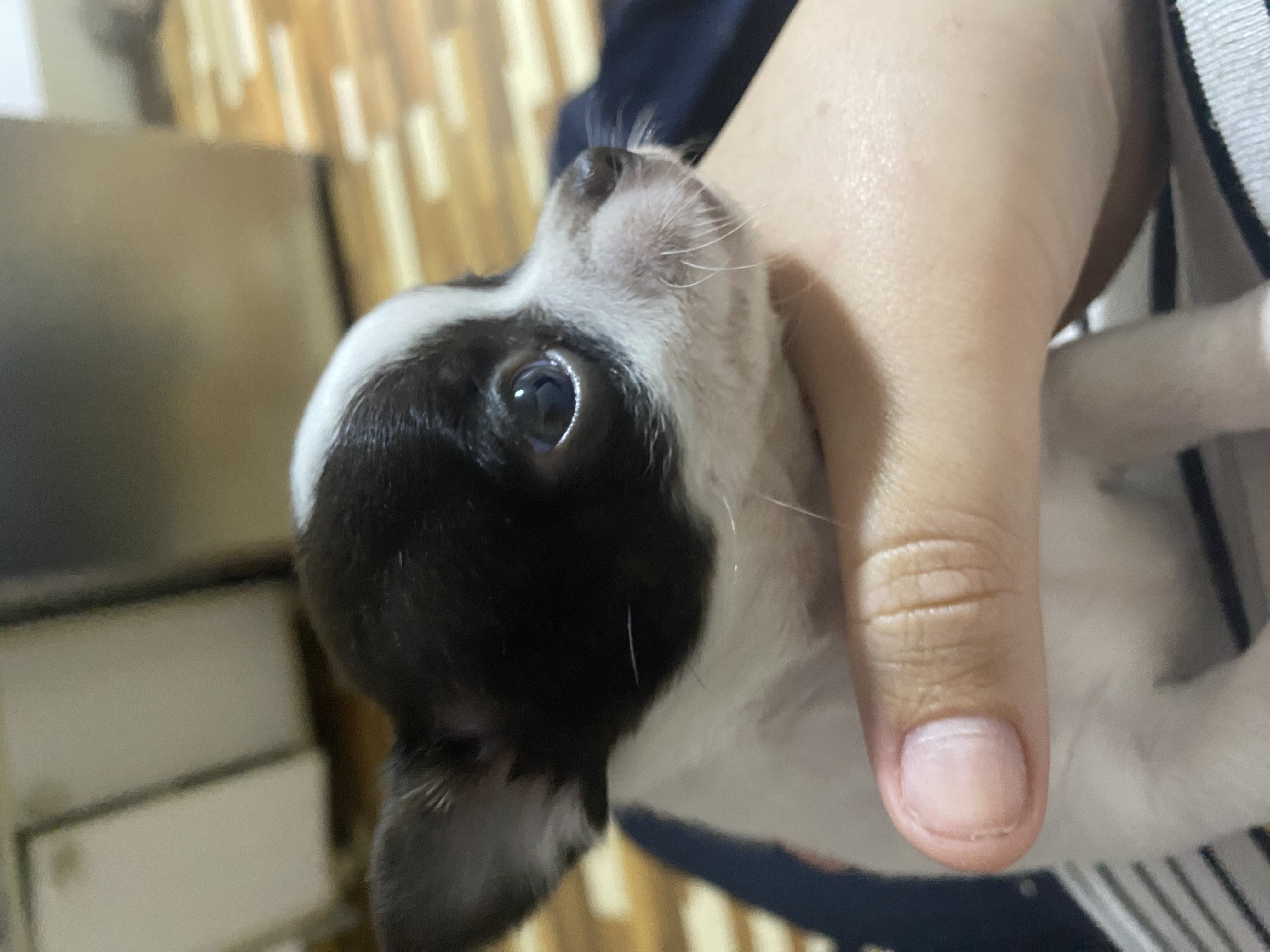 Portal Vendocão Chihuahua fêmea disponível  CURITIBA