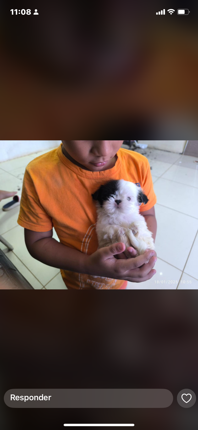 Portal Vendocão Filhote Shih tzu Juazeiro do norte 