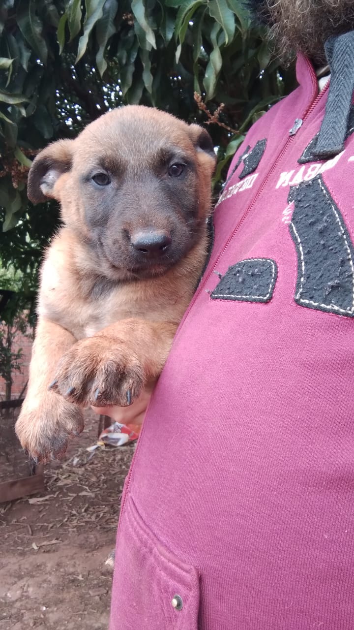 Pastor belga malinois  - Foto 3