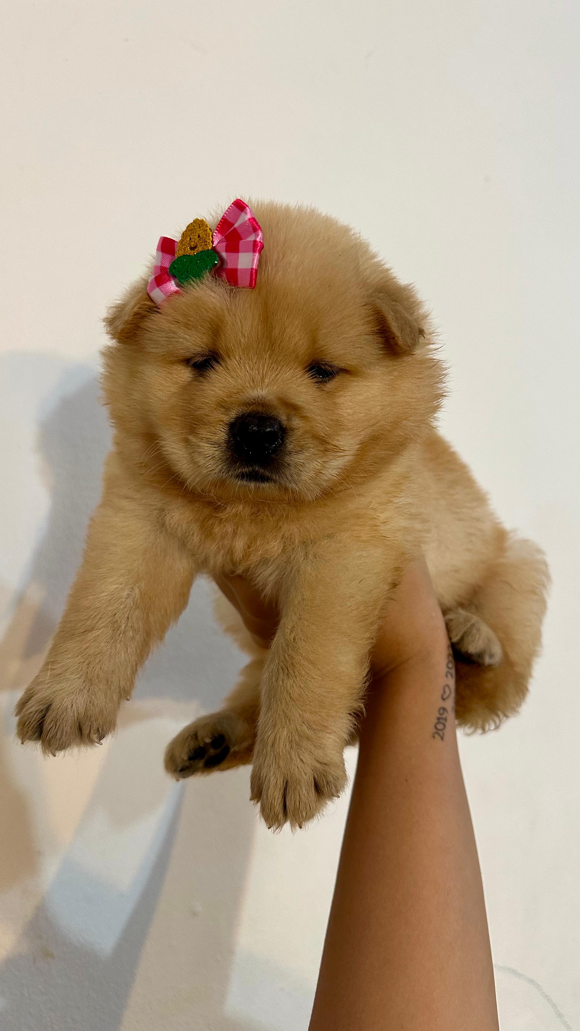 Portal Vendocão Chow chow Sao luis 