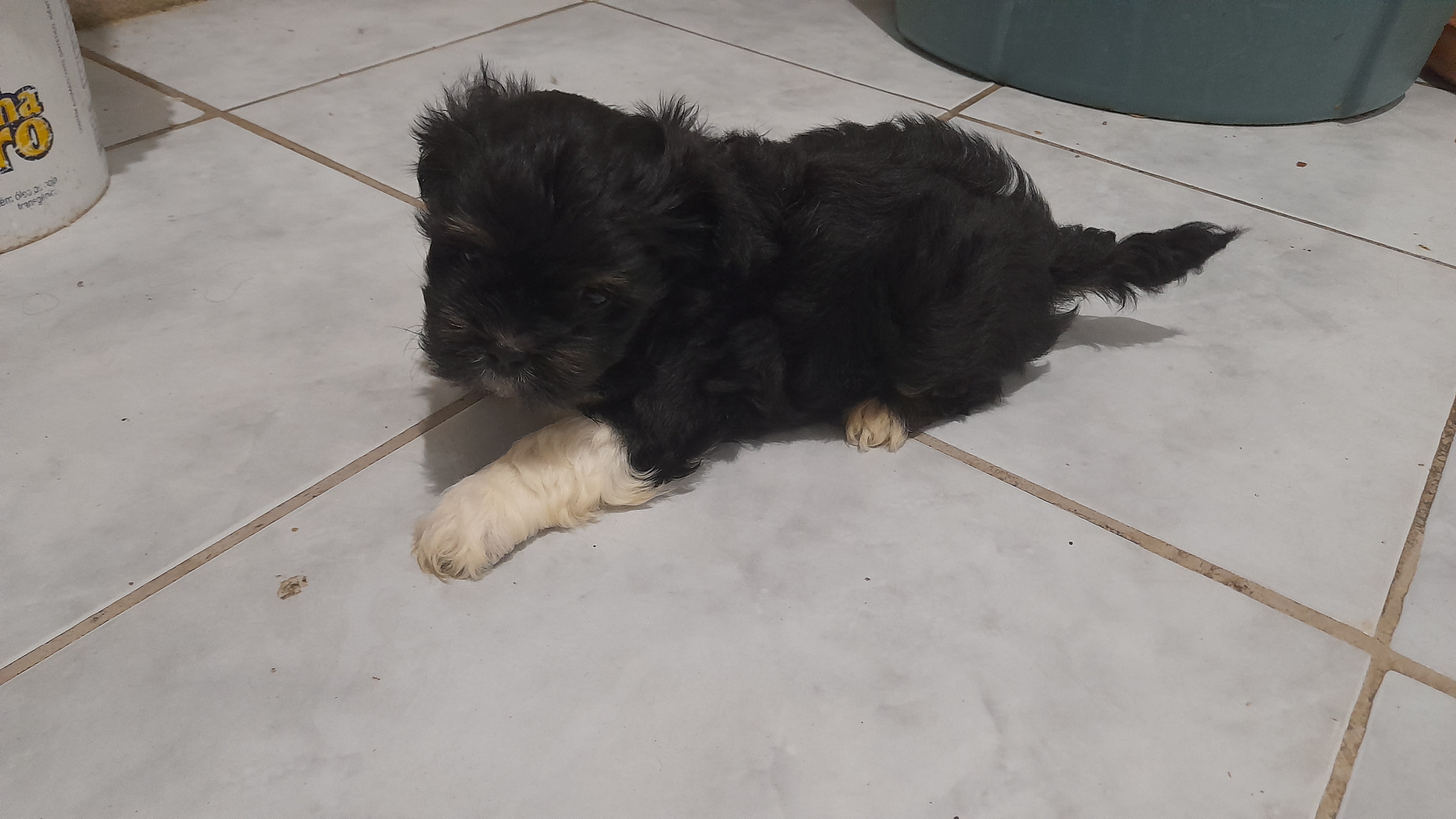 Portal Vendocão FILHOTE DE LHASA APSO MACHO Camaragibe