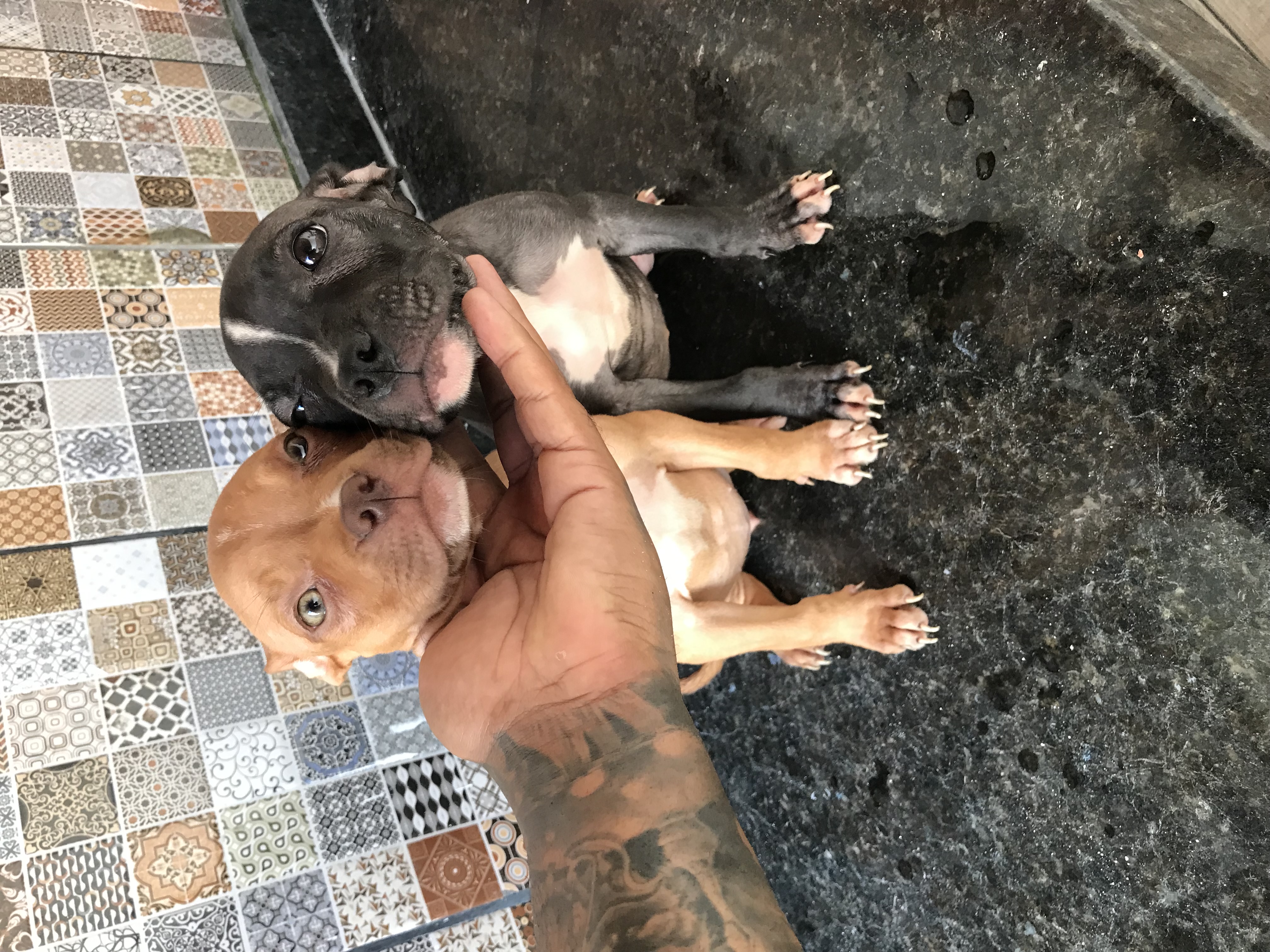 Filhotes de American Bully, 4 fêmeas e 1 macho! Tem 2 pretos( um macho e uma fêmea) - Foto 3