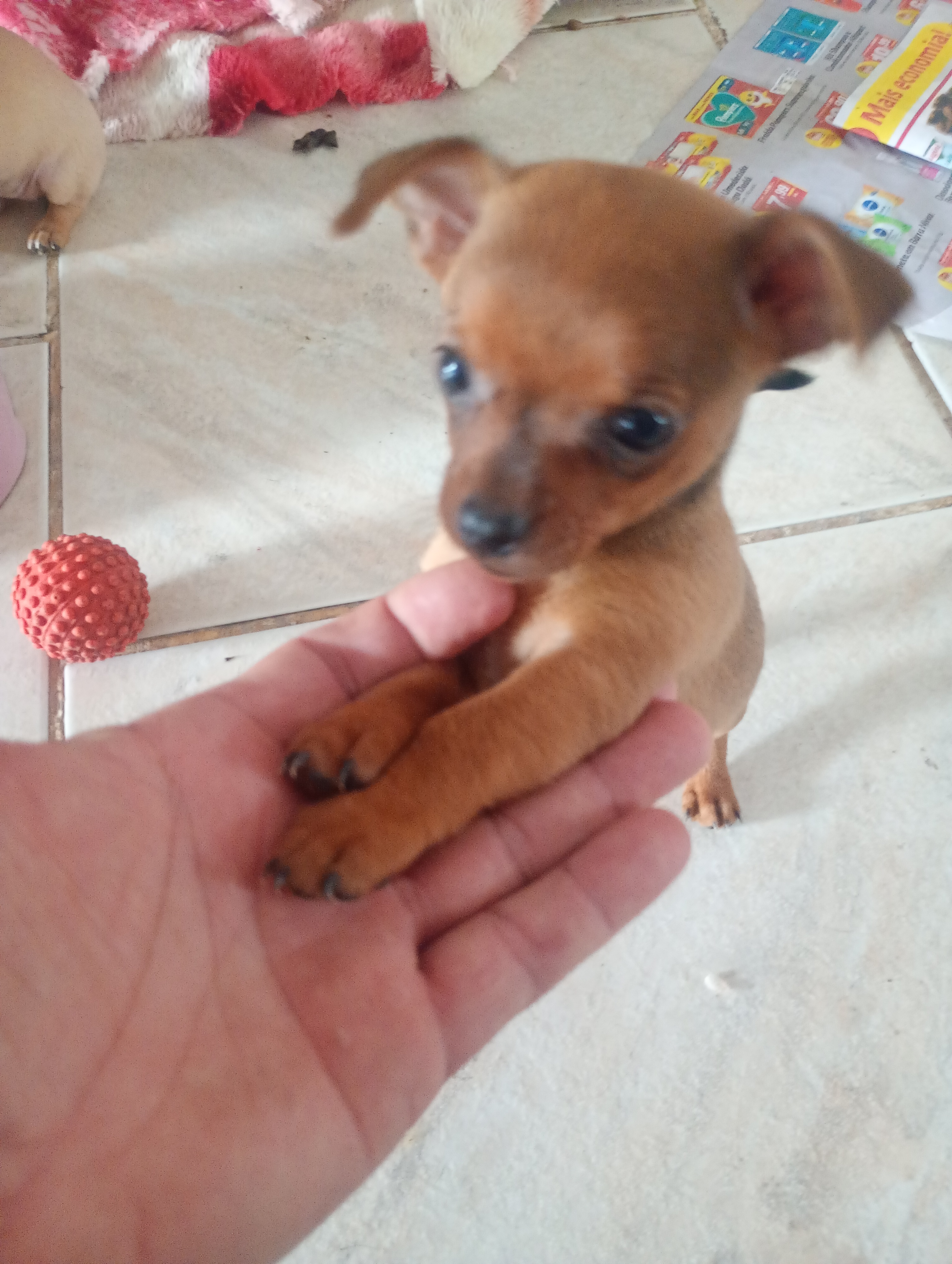 Filhotes de pinscher  - Foto 1