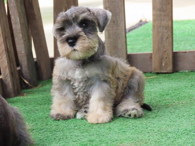 SCHNAUZER MINIATURA TAJJ MAHALL LINDÍSSMA CHIP 3707 CURITIBA COR SAL E PIMENTA. DUAS VACINAS IMPORTADAS.