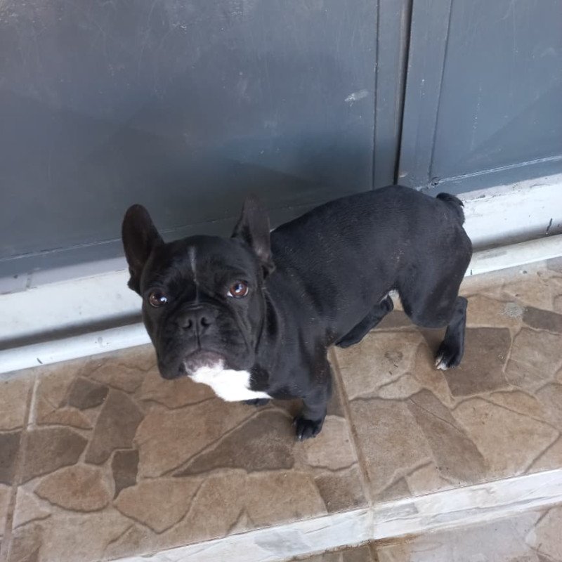 Bulldog Francês