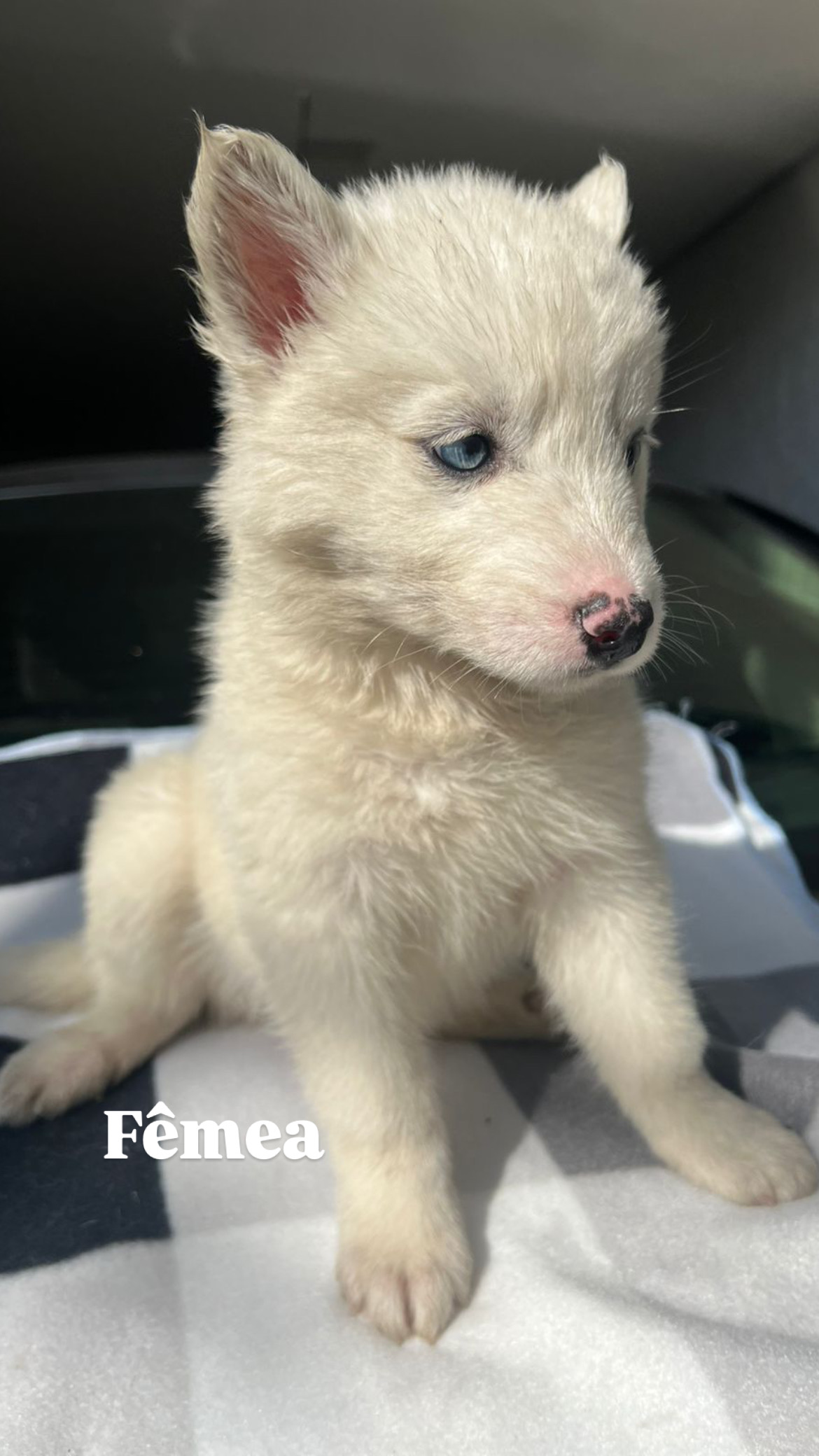Portal Vendocão Filhotes de Husky Siberiano  Santo André