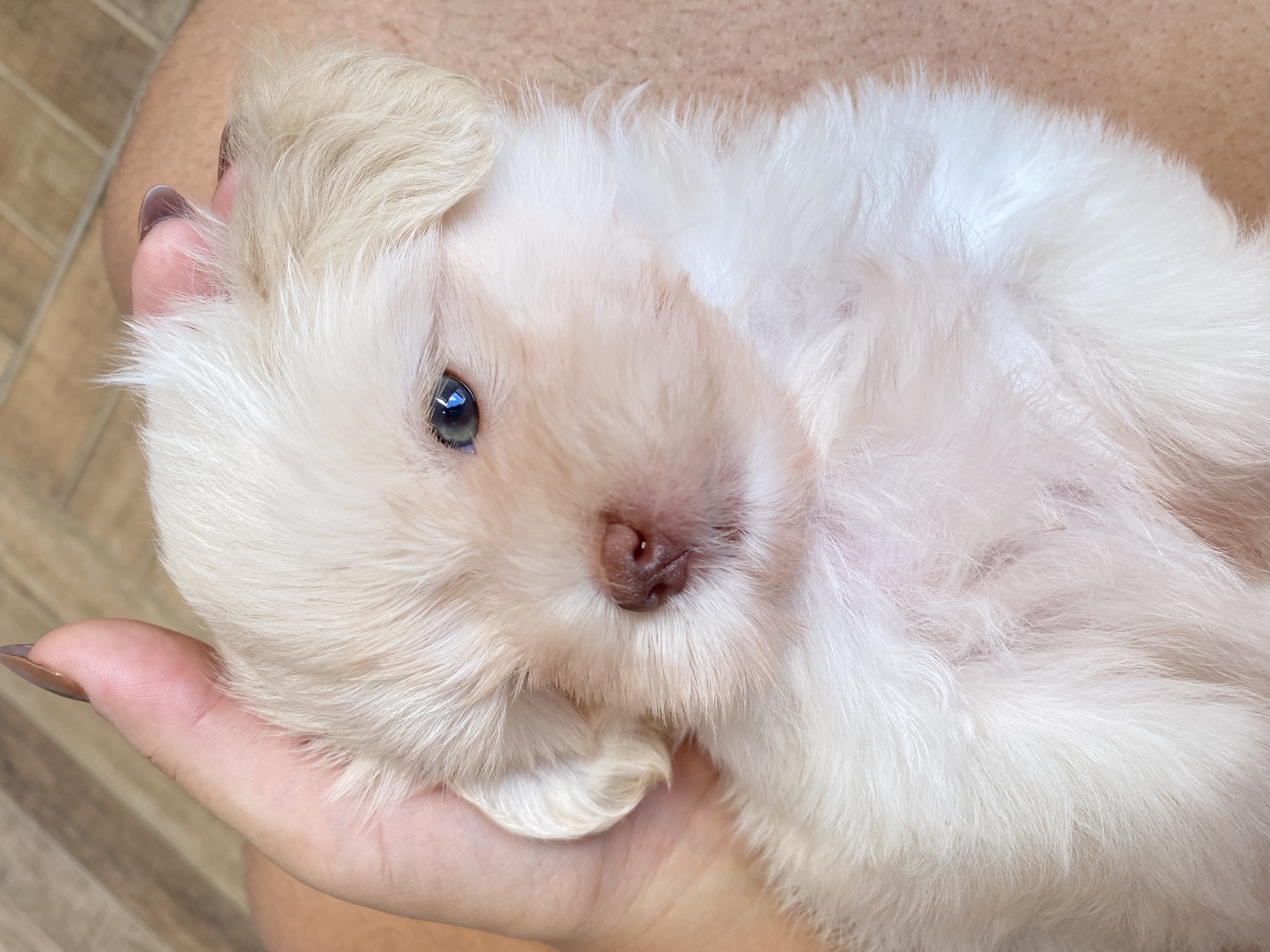 Portal Vendocão Filhotes de lhasa apso machos João Pessoa