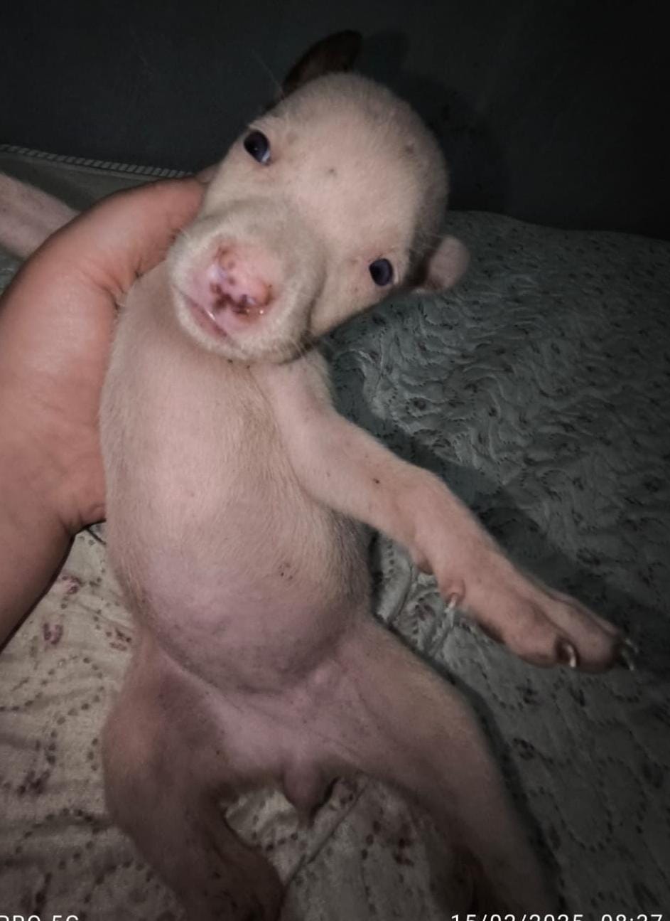 vendo Pit Bull American staffordshire terrier - Foto 2