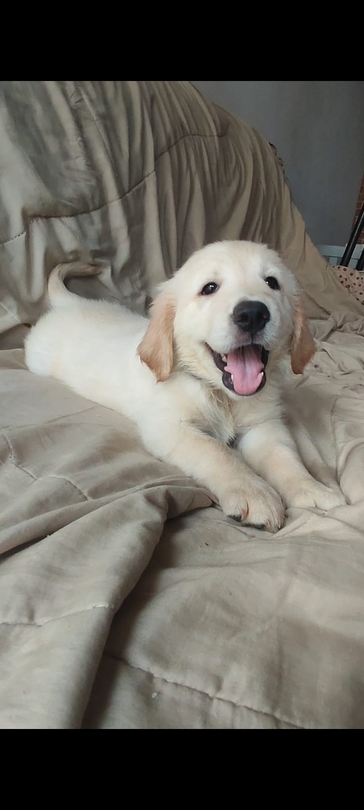 Portal Vendocão Lindos filhotes de goldens retriever com pedigre.e Rio de Janeiro