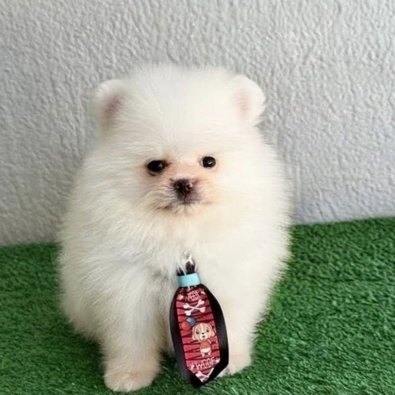 Lulu da pomerania - Foto 2