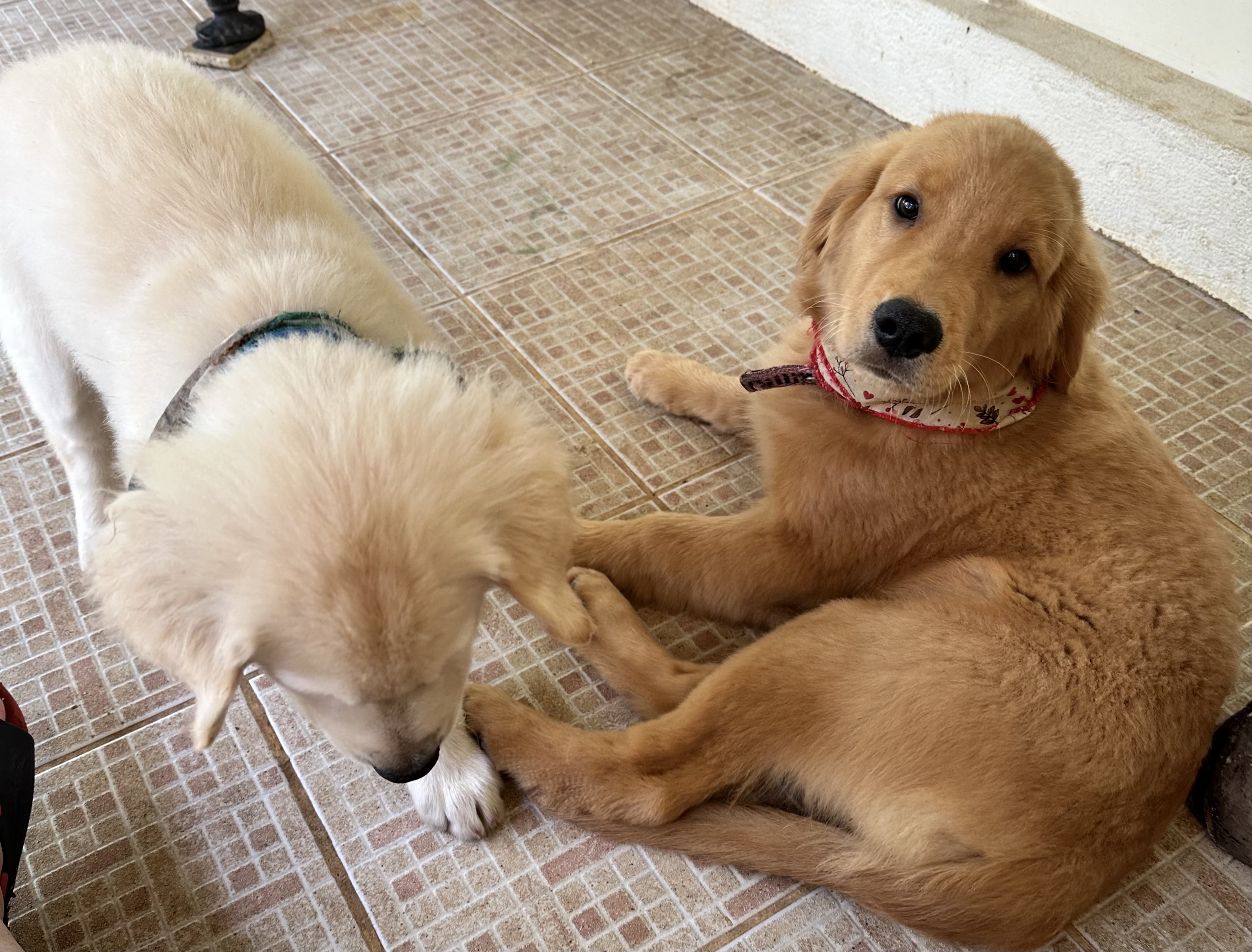 Portal Vendocão Venda Nova Friburgo rj