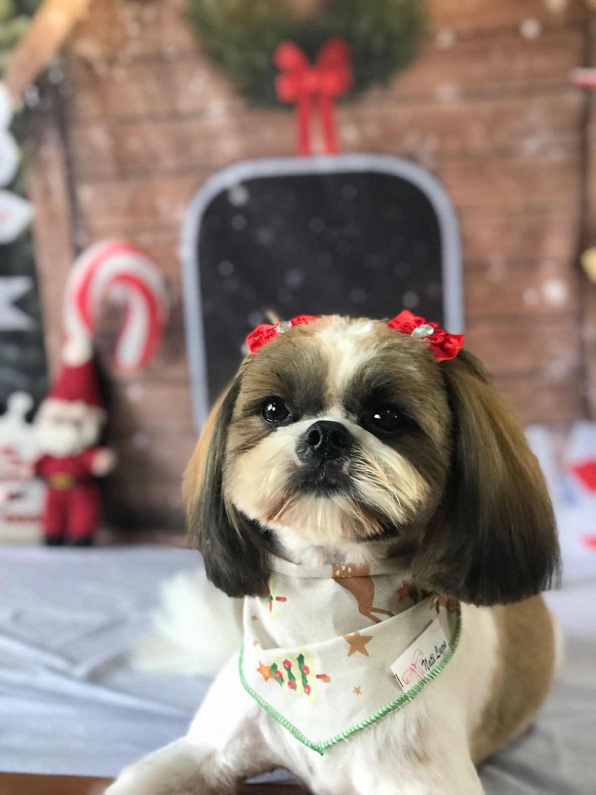 Portal Vendocão Vendo Shih Tzu PORTÃO