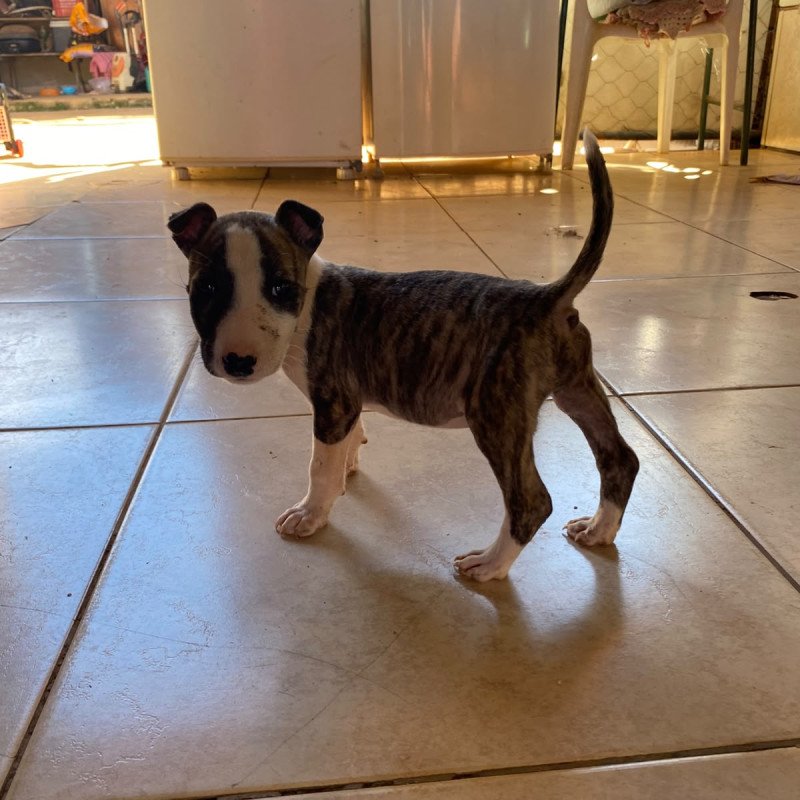 Filhote de Bull terrier fêmea 2 meses e 15 dias