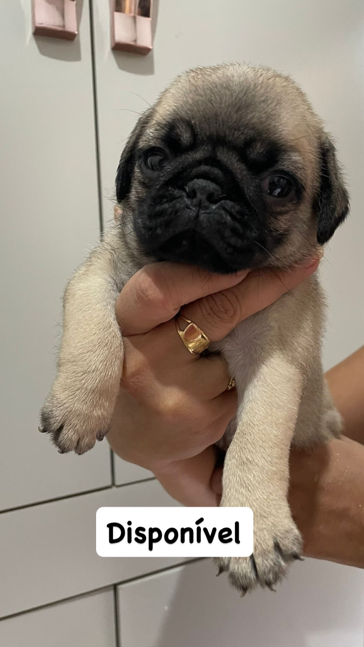 Portal Vendocão Pug - Filhotes fêmeas  Belém 
