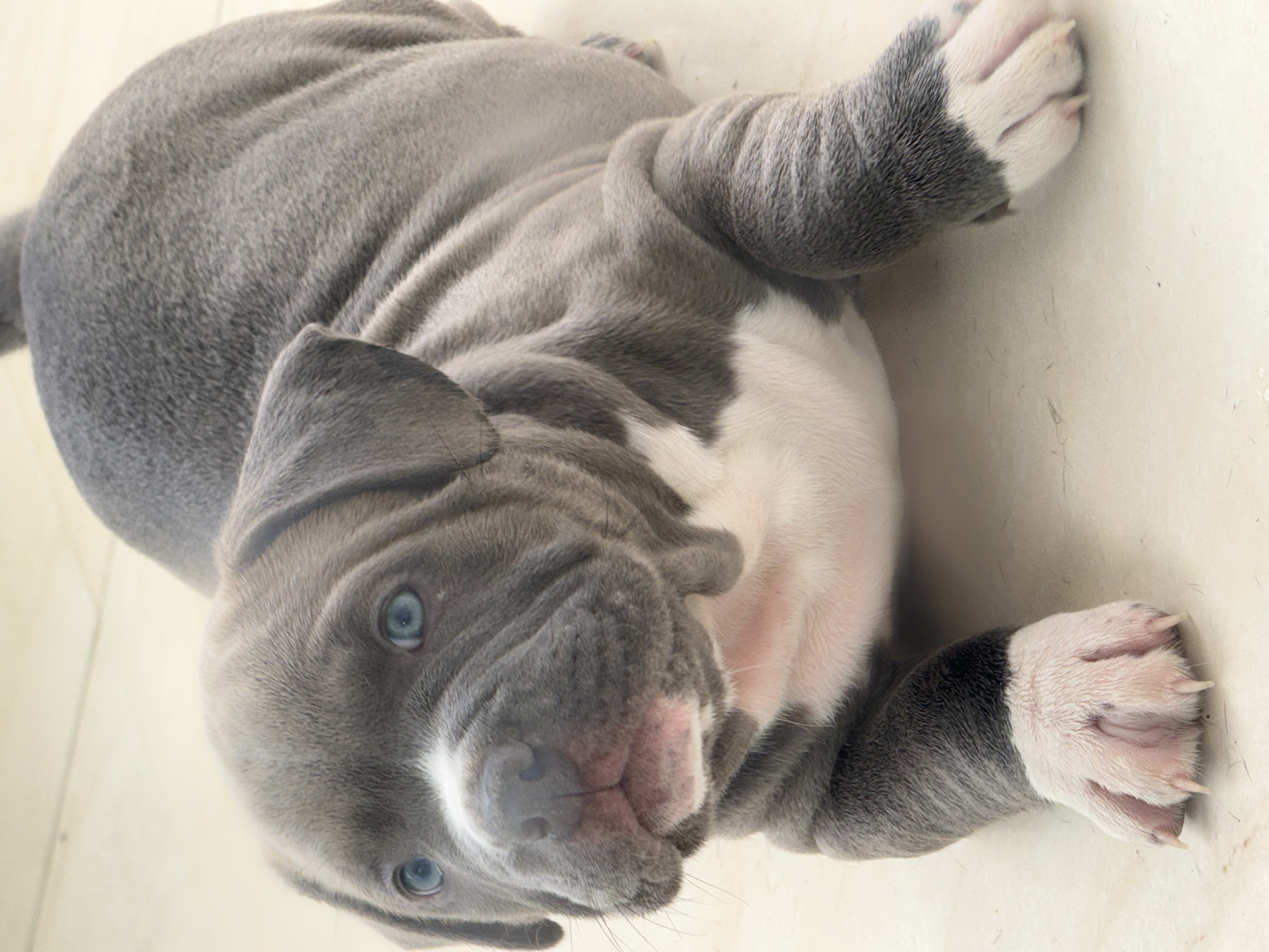 Portal Vendocão American Bully com Pedigree Rio de Janeiro