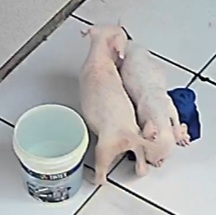 Portal Vendocão Pitbull APBT Santarém