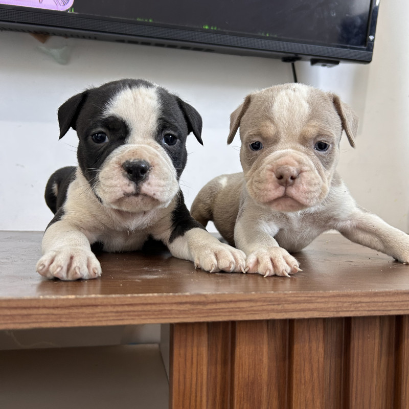 American bully - Foto 3
