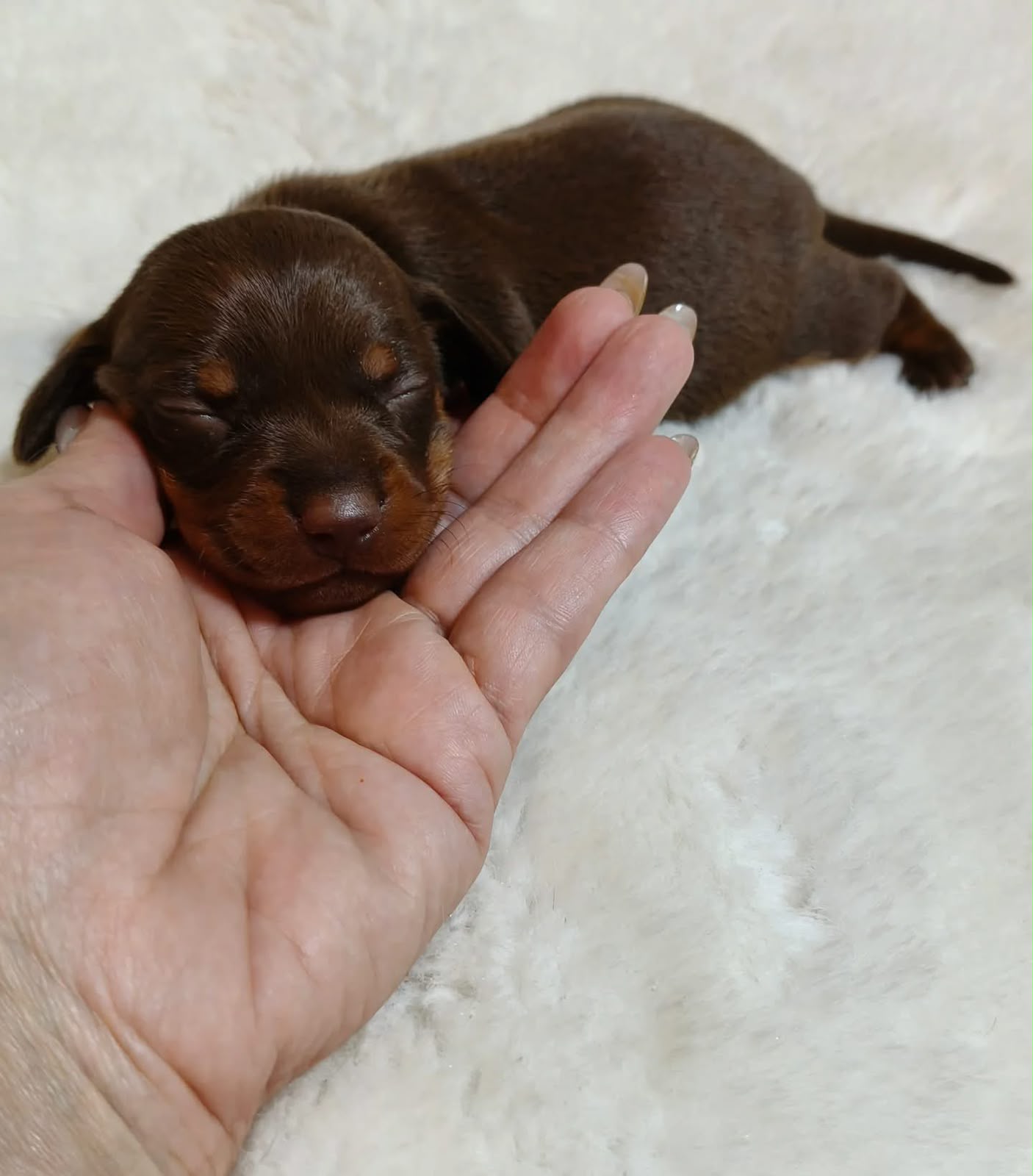 Filhotes dachshund disponível para reserva  - Foto 5