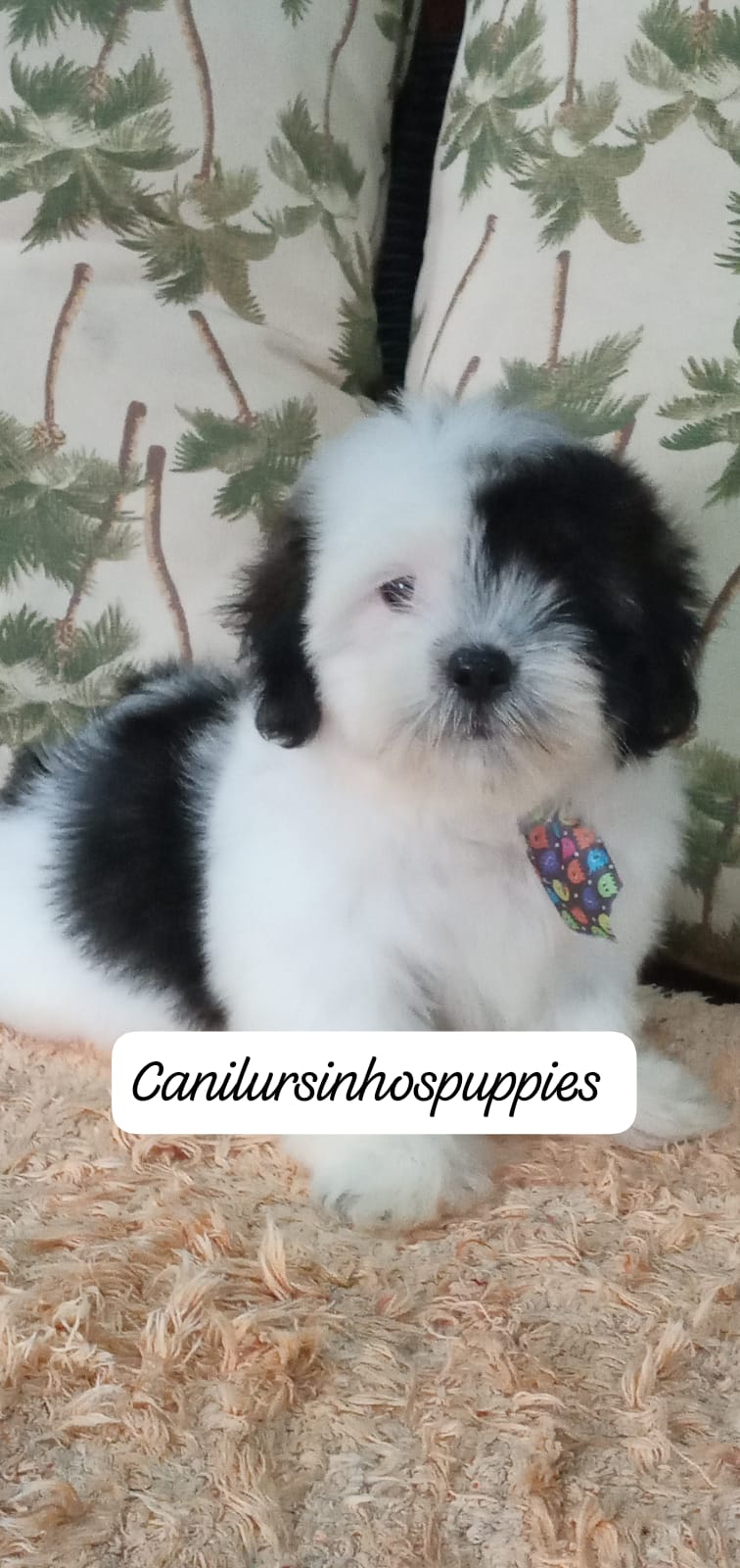 Lhasa Apso - Foto 3
