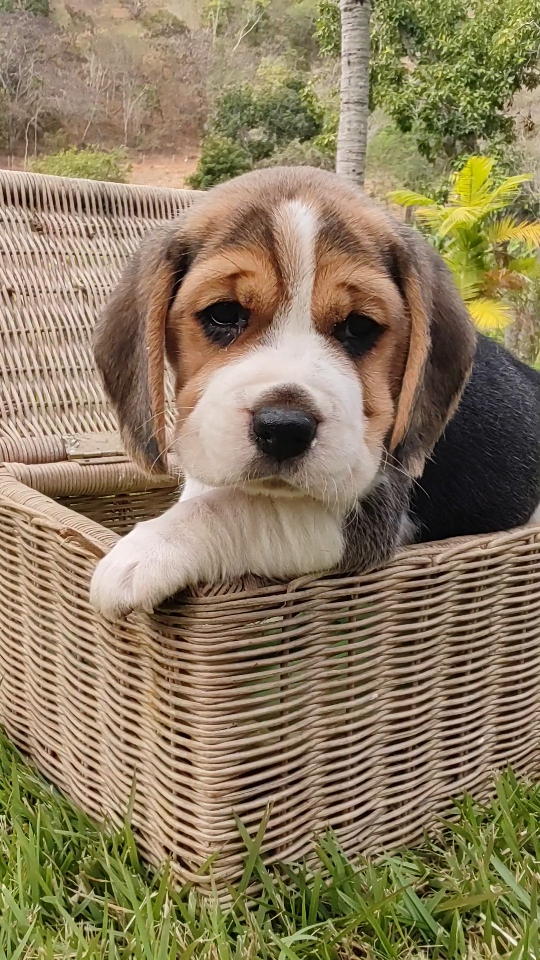 Portal Vendocão Fascinantes Filhotes de Beagle  Uberlândia 