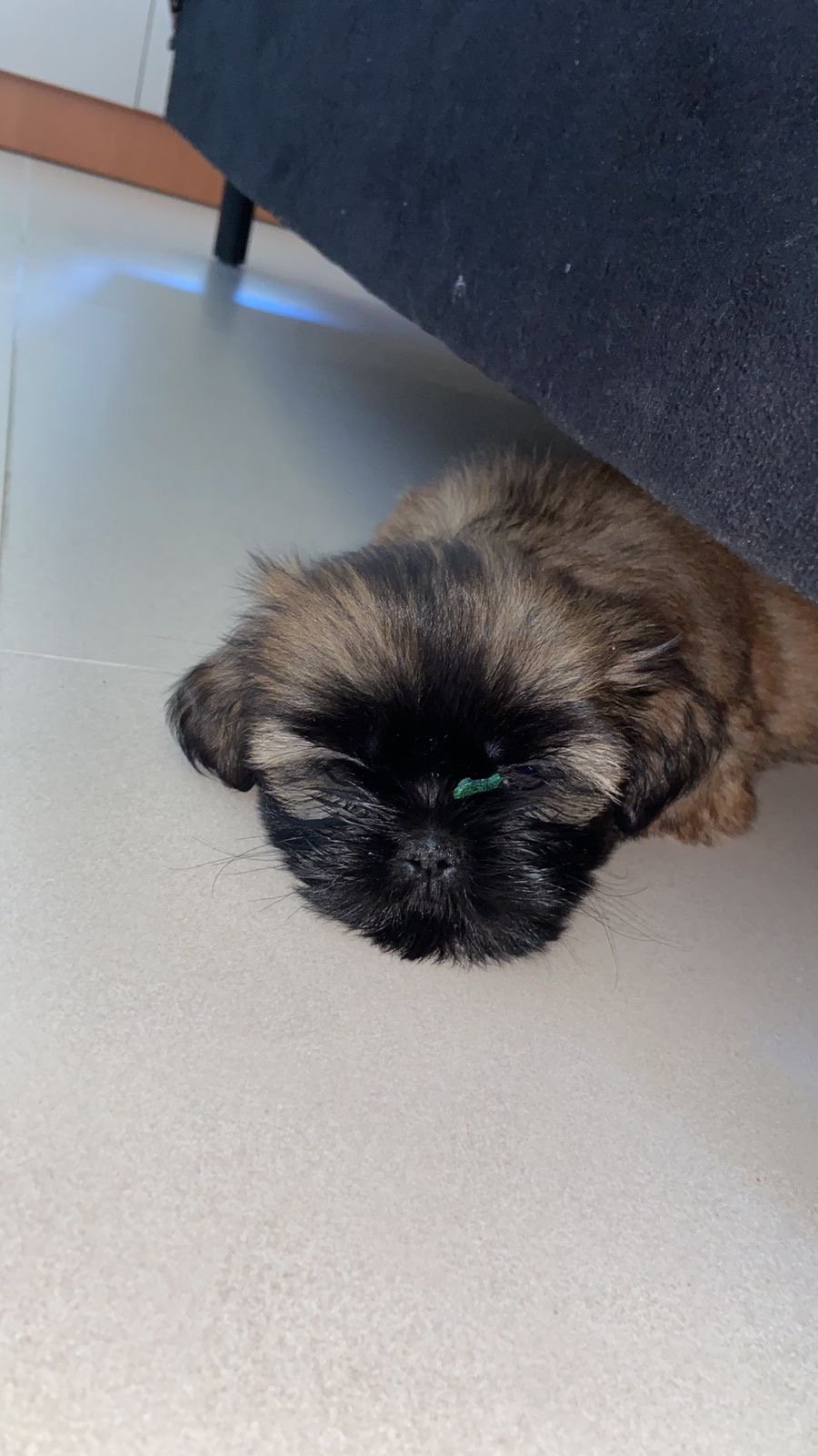 Vendo Filhote de Shih Tzu - Foto 2