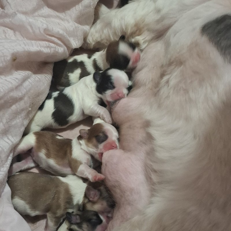 🐾💕 FILHOTES DE SHIH TZU À VENDA! 💕🐾  Nossa mamãe Angel acaba de ser mamãe de lindos filhotinhos de Shih Tzu! 🥰🐶  ✨ Filhotes lindos e saudáveis 💕 Criados com muito amor e carinho 🐾 Disponíveis para reserva 🏡 Procuramos famílias responsáveis e que ofereçam muito amor e cuidado!  📅 Nascidos em 13/08/20 - Foto 1