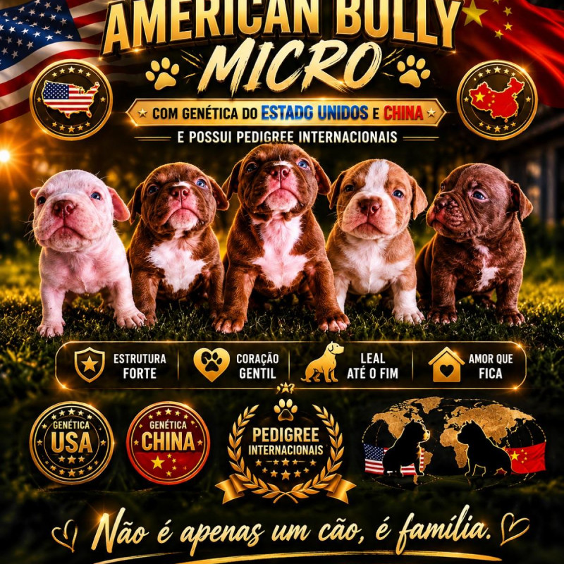 Filhotes de American Bully micro - Foto 1