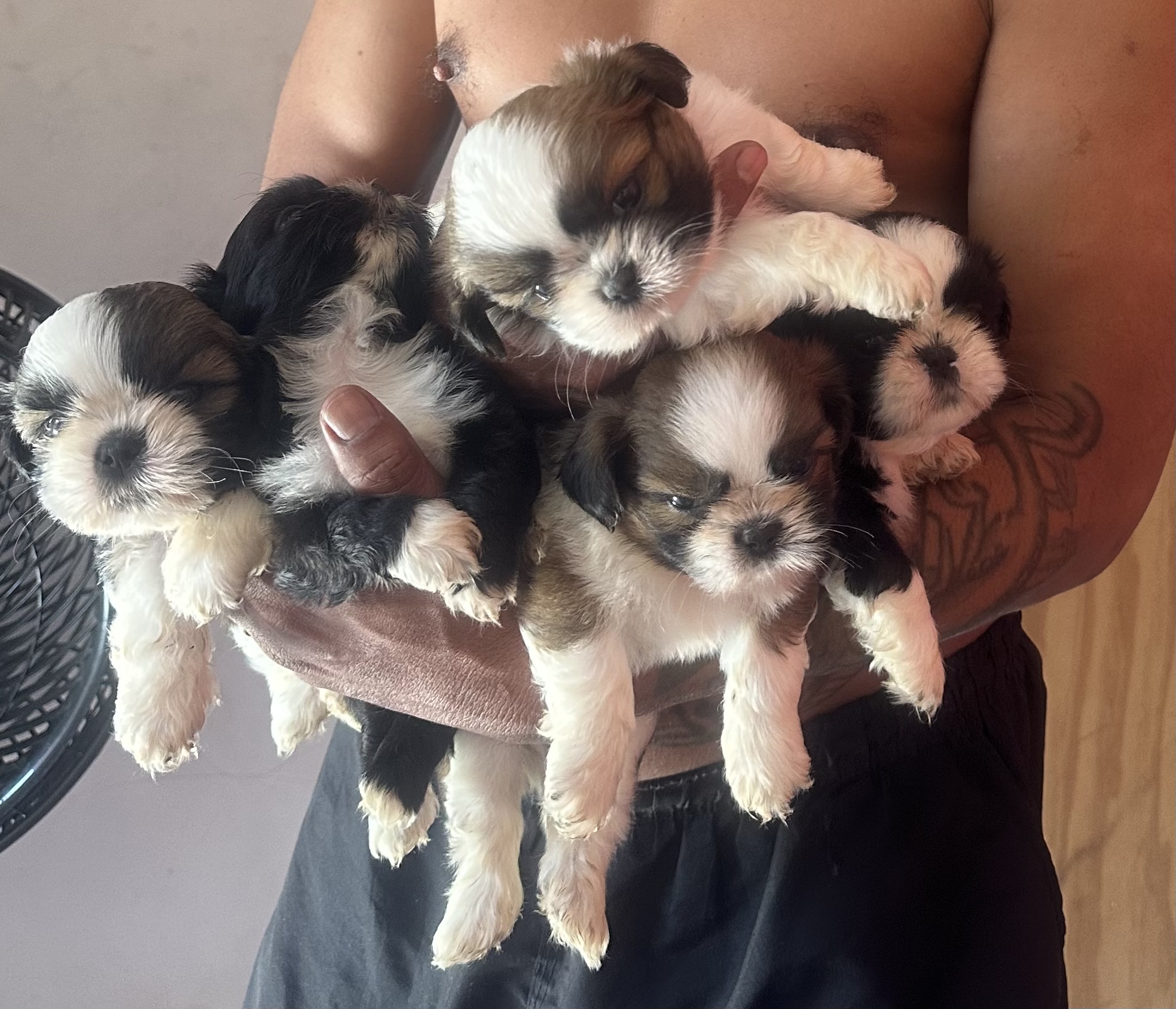 Portal Vendocão Cachorrinhos Shih tzu  Itaboraí 