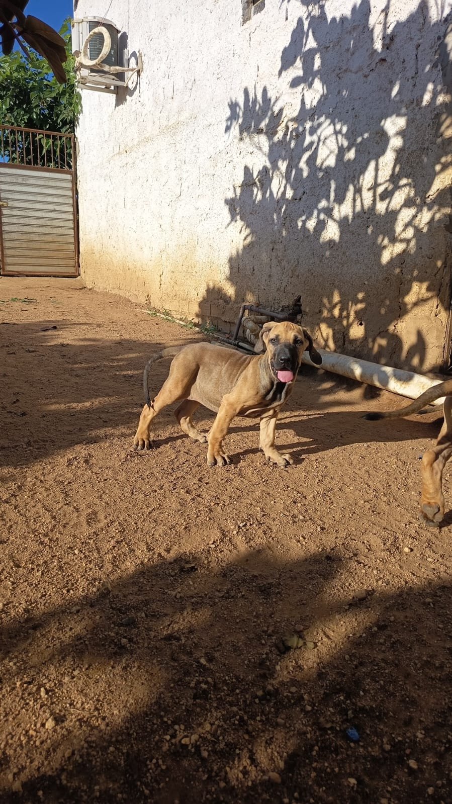 Lindos filhotes de fila Brasileiro - Foto 4