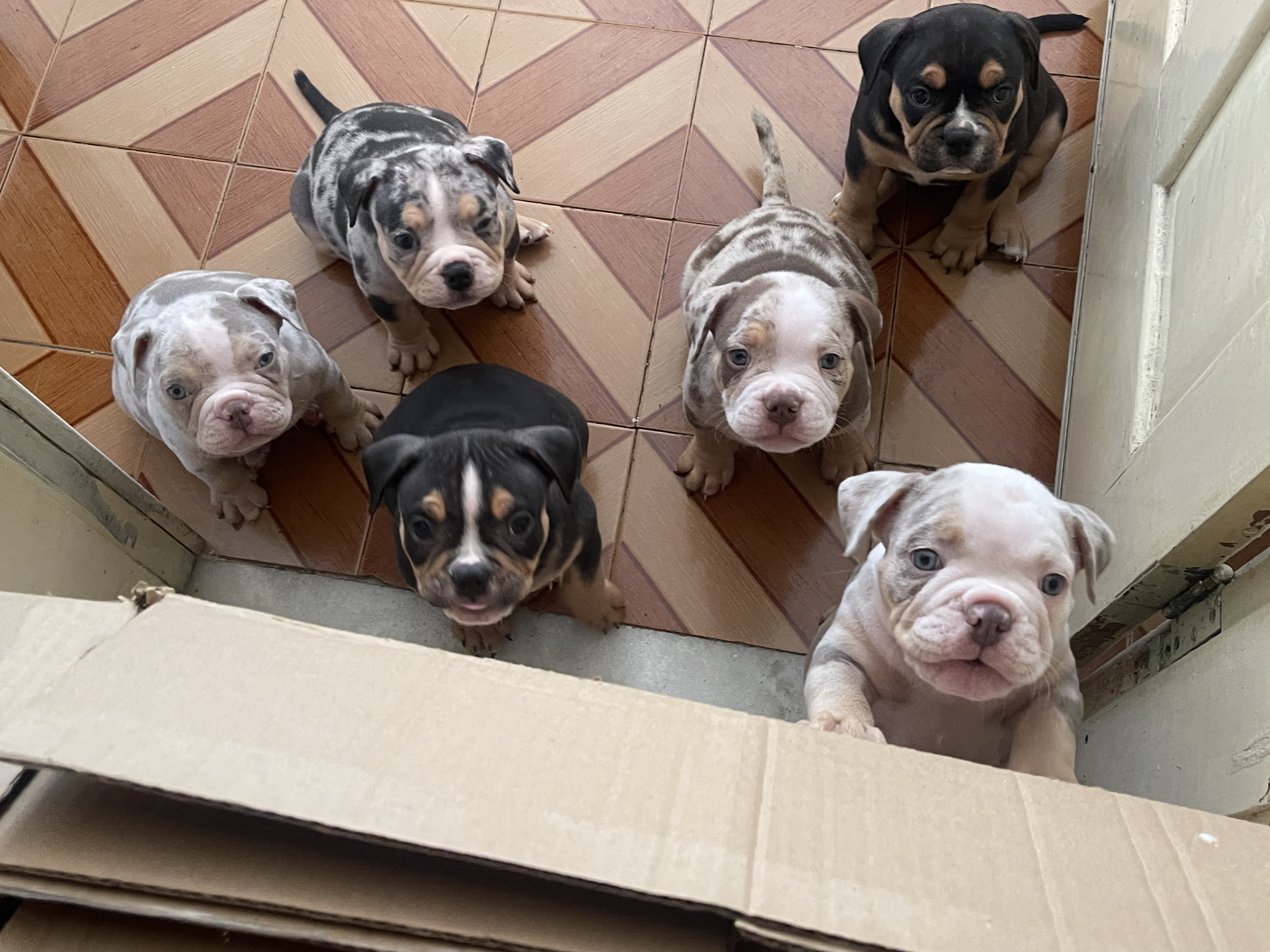 Filhotes de American Bully  - Foto 1
