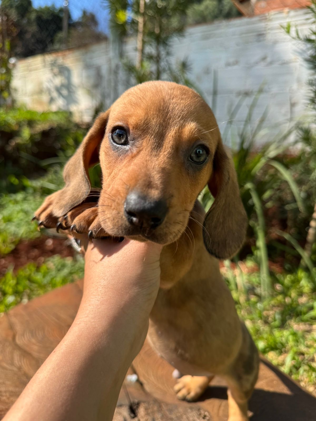 Portal Vendocão Filhote dachshund londrina 