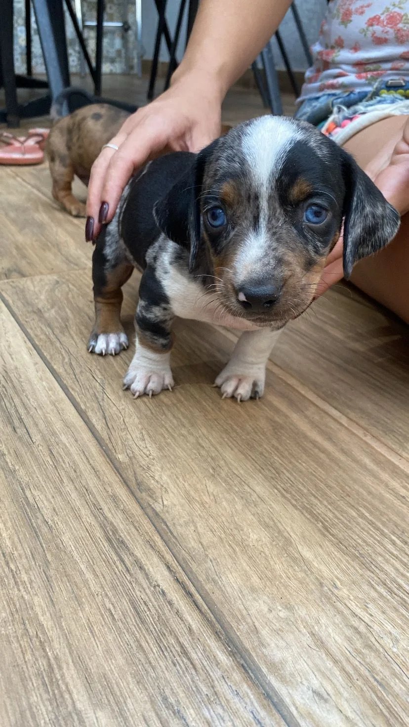 Vendo filhotes de Dashund salsicha  - Foto 4