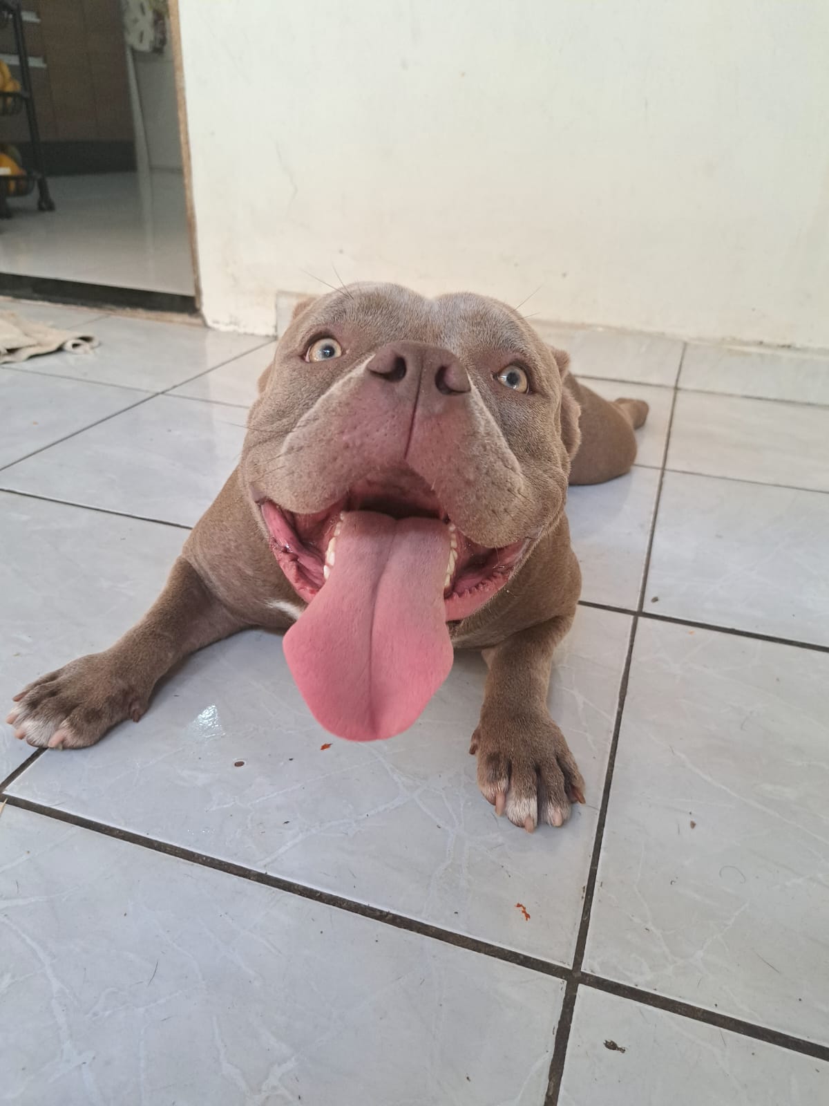 Portal Vendocão Vendo American Bully fêmea  Feira de Santana