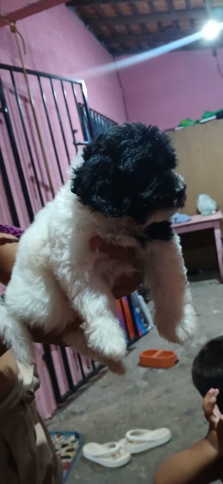 Filhote de poodle 