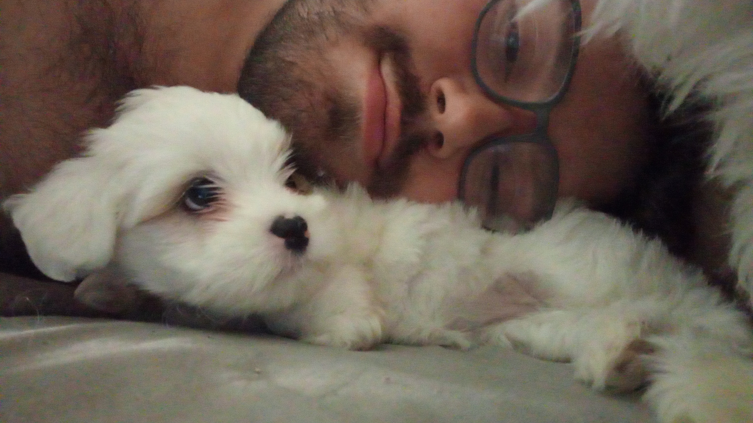 Filhote de Lhasa Apso - Foto 1
