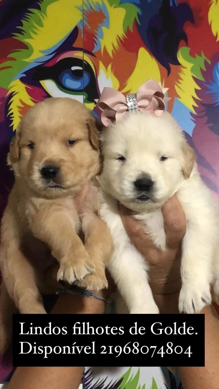 Portal Vendocão Vendo lindos filhotes de Goldem  Cabo frio