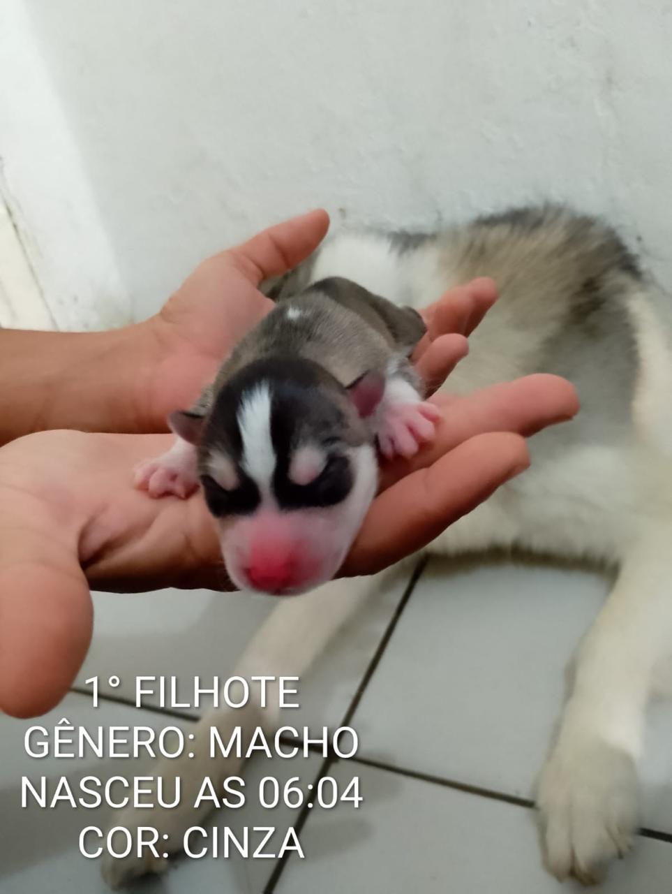 HUSKY SIBERIANO MACHO - Foto 5