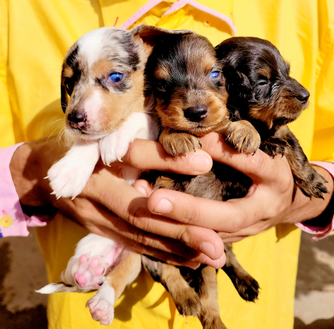 Portal Vendocão Dachshund pelo longo olhos azuis  Uberaba