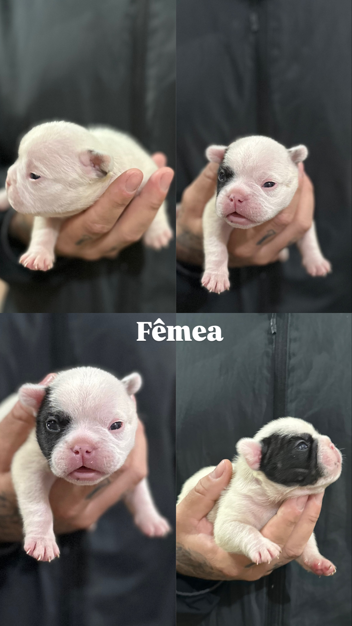 Portal Vendocão Vendo filhotes de buldogue francês  Rio de Janeiro