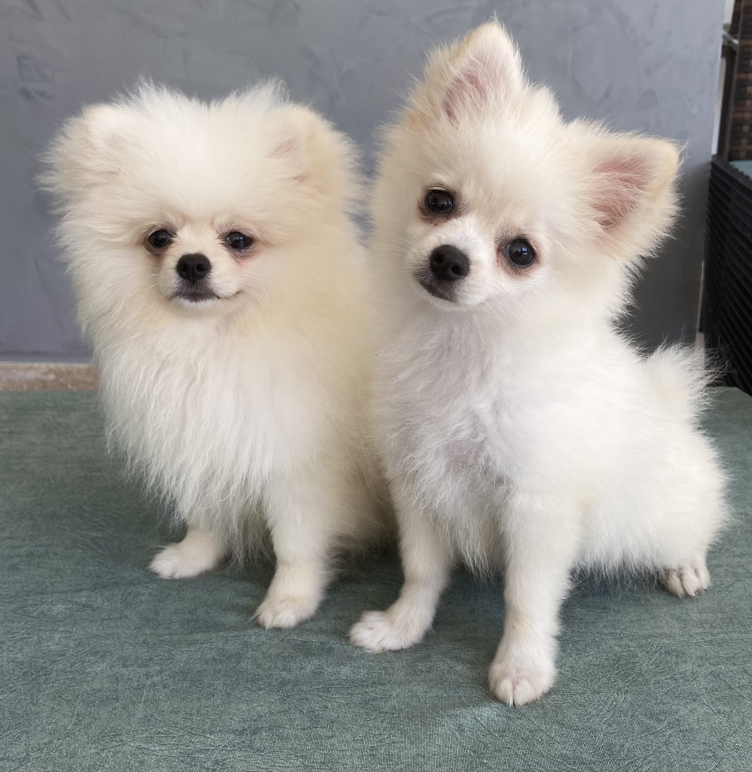 Portal Vendocão FILHOTES LULU DA POMERÂNIA LAURO DE FREITAS