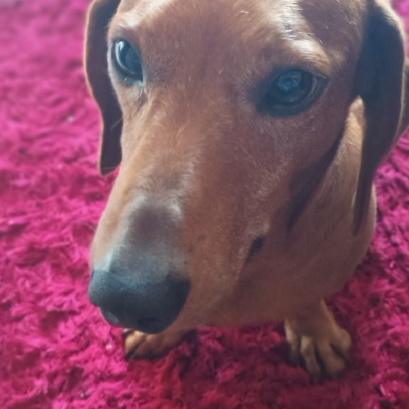 Lindo exemplar de Dachshund