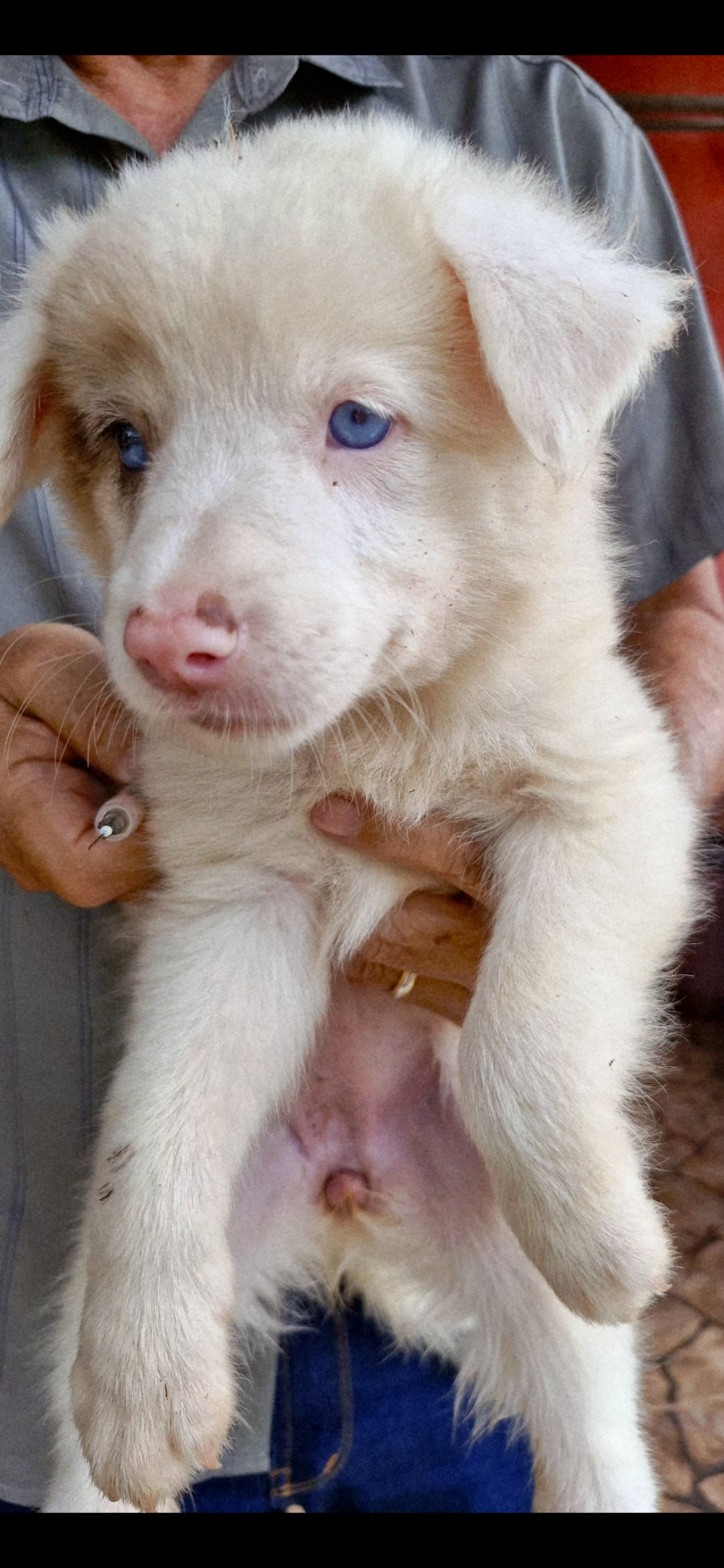 Filhotes de border collie a venda - Foto 3