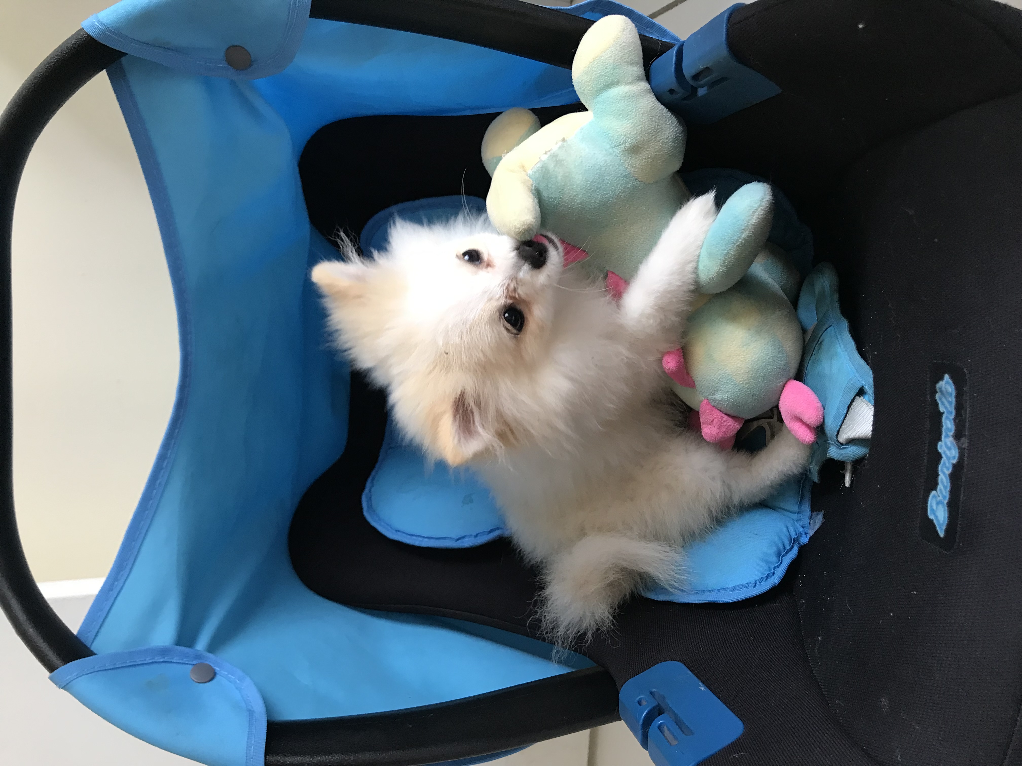 Portal Vendocão Filhote de Lulu da Pomerânia anão Volta Redonda 